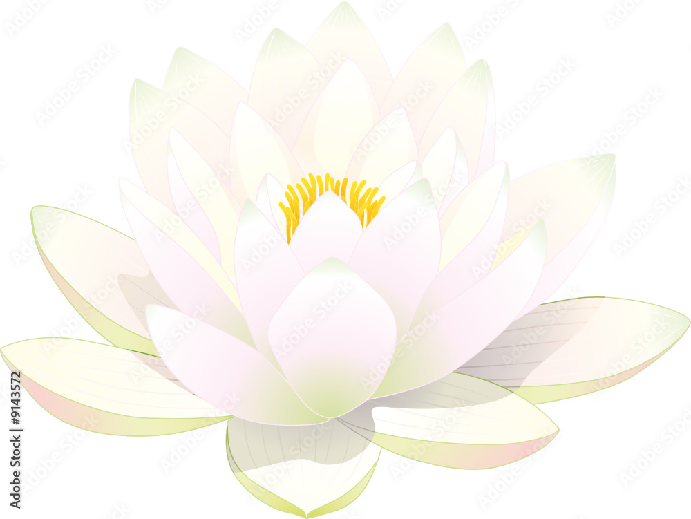 fleur de lotus blanc Stock Vector | Adobe Stock