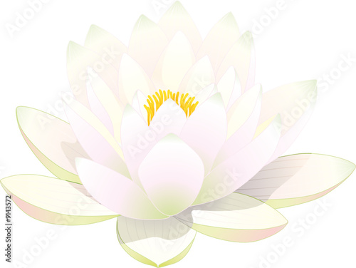 fleur de lotus blanc