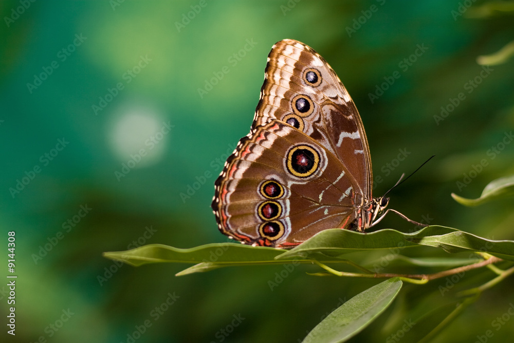 Naklejka premium Eyes