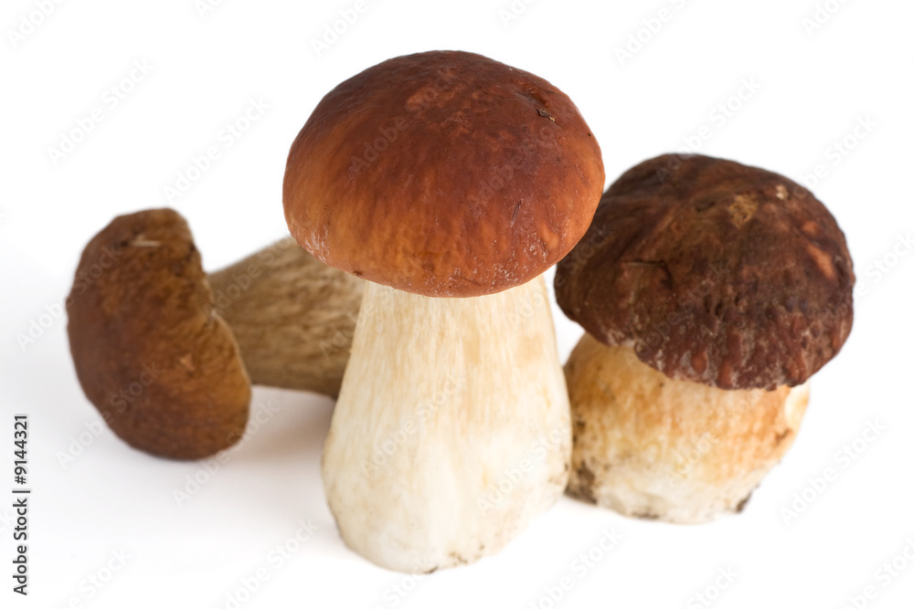 three forest mushrooms, isolated, shallow DOF three forest mushrooms, isolated, shallow DOF