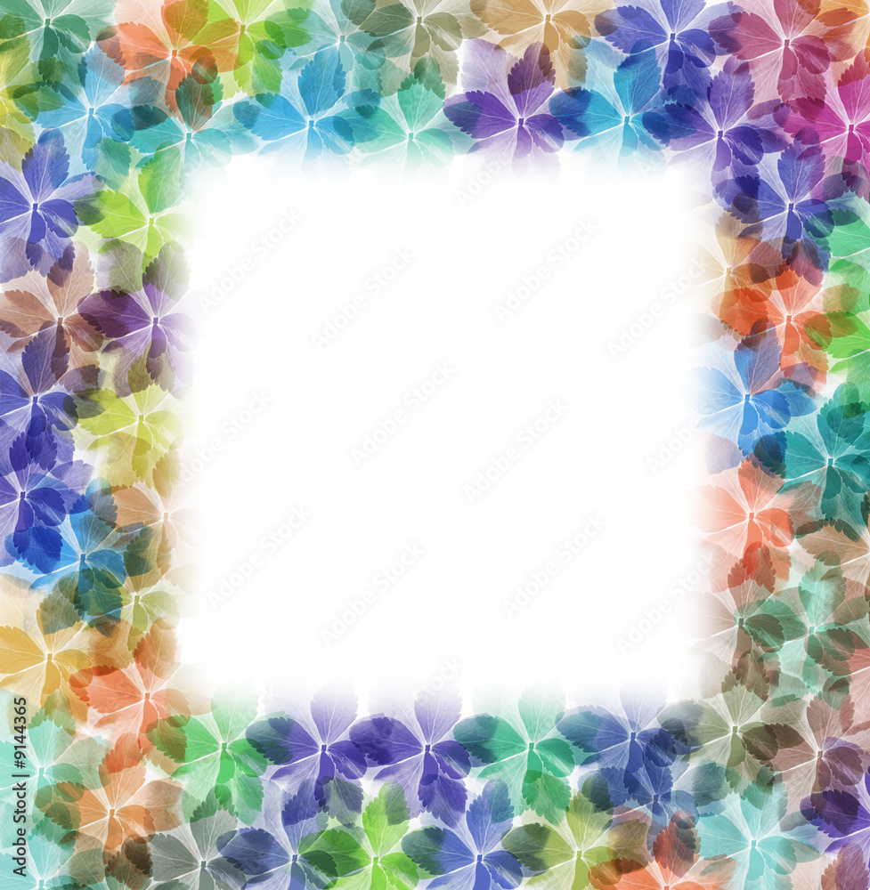 hortensia flowers in many colours as a frame with white interior hortensia flowers in many colours as a frame with white interior