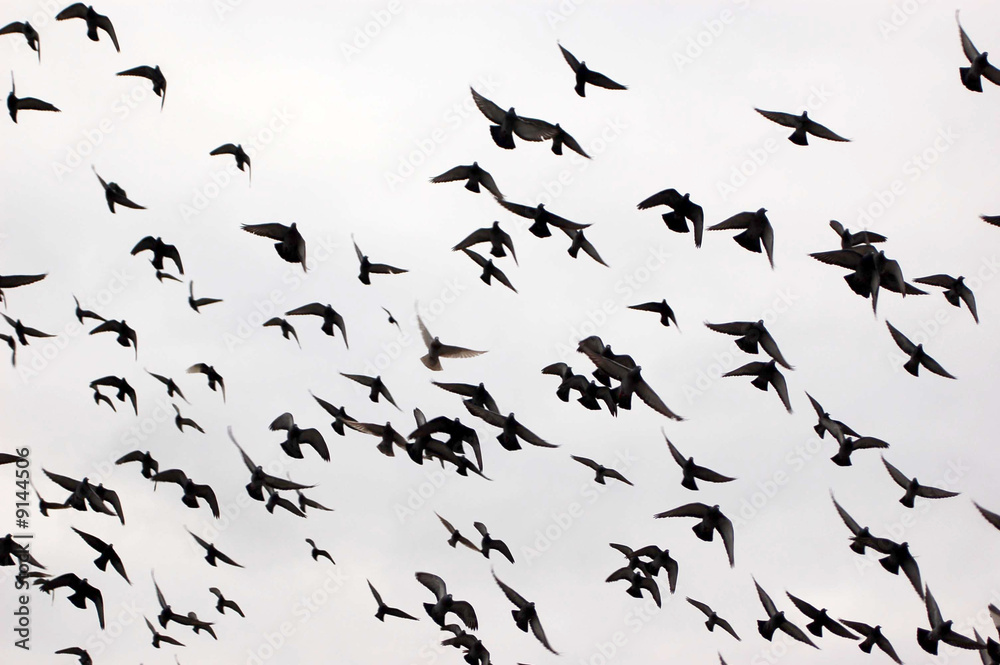 Silhouettes of a flock of pigeons Silhouettes of a flock of pigeons