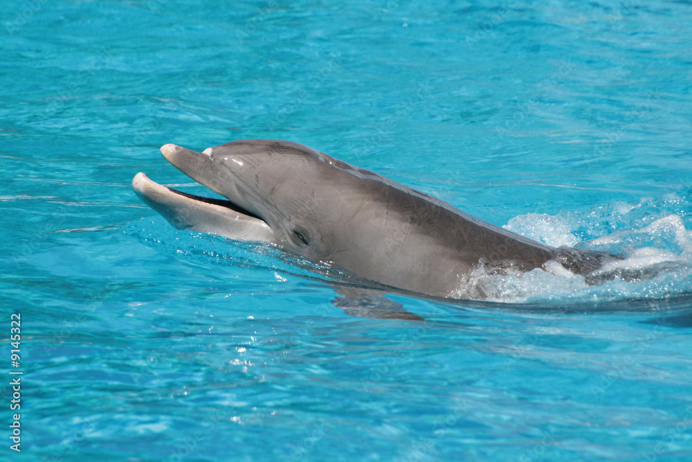 Dolphin in the blue ocean