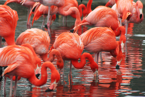 Flamingos