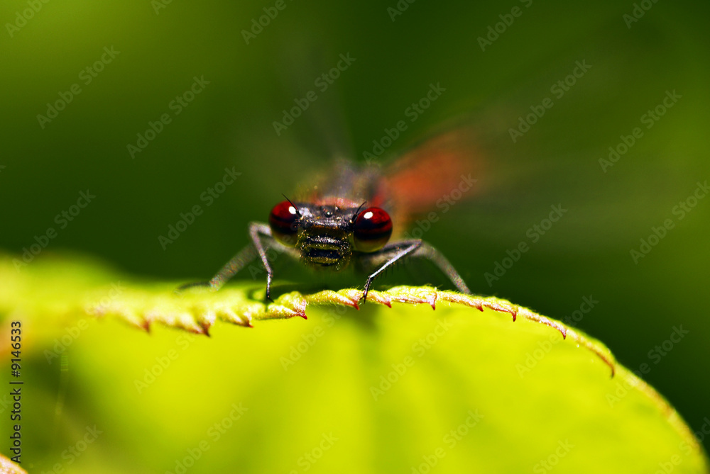 Naklejka premium Libelle, klein