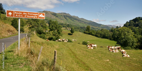 vaches laitières