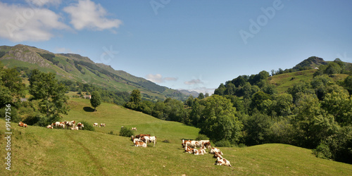 vaches et auvergne