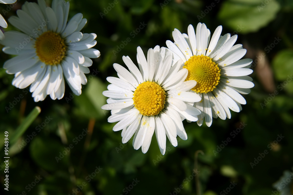 Flower Flower
