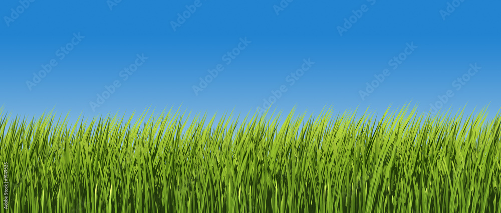 herbe verte et ciel bleu