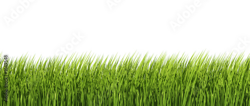 herbe verte sur fond blanc