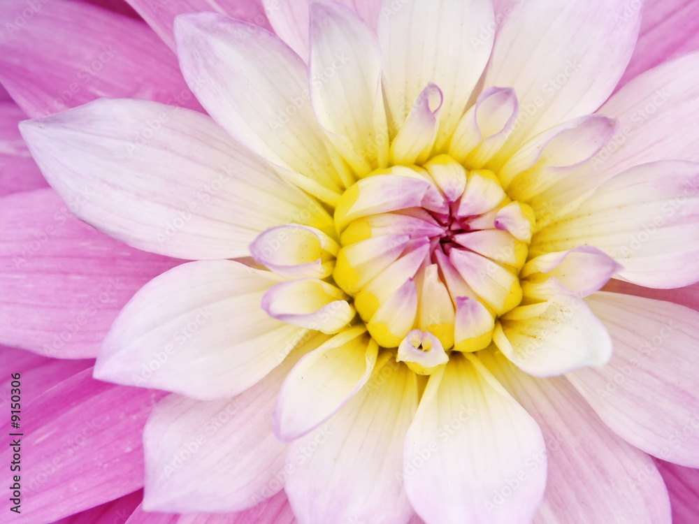 Fototapeta premium A photography of a pink yellow flower background