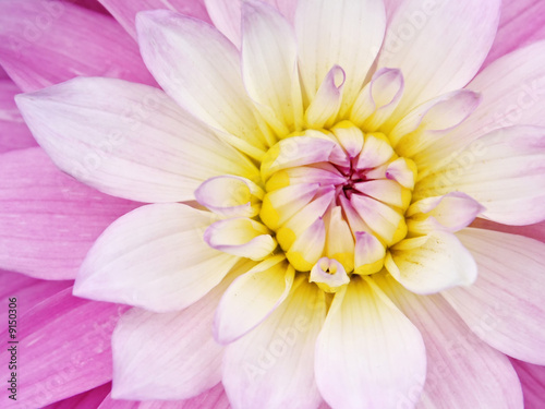 A photography of a pink yellow flower background