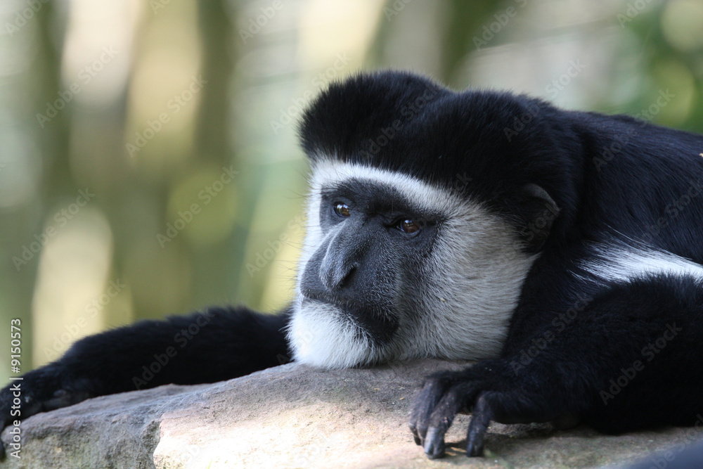 Obraz premium Guereza