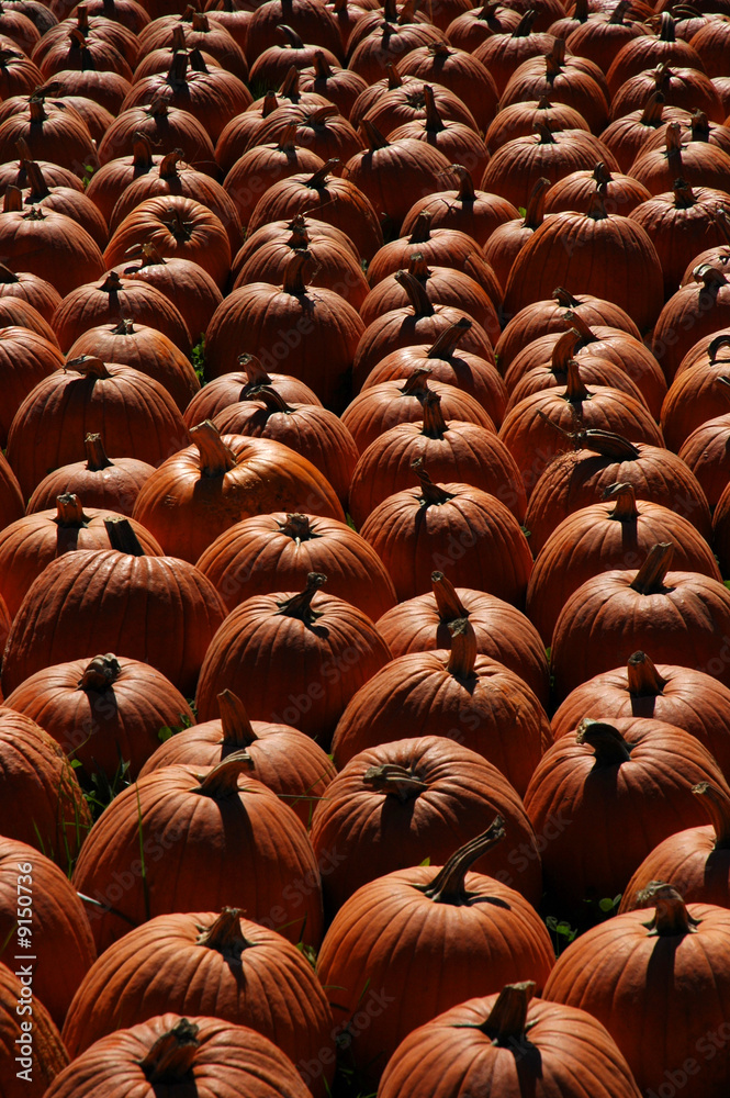 Black and white image of pumpkins after a harvest.