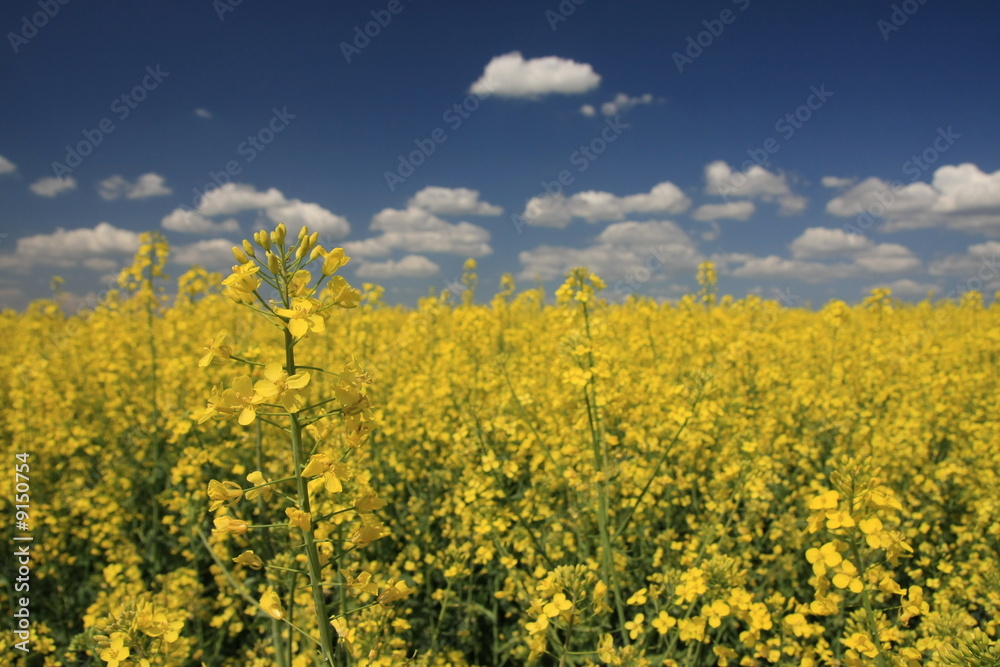 spring crops