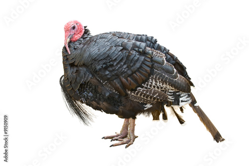 Turkey isolated over a white background