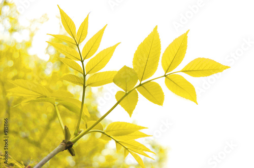yellow autumn leaves over white