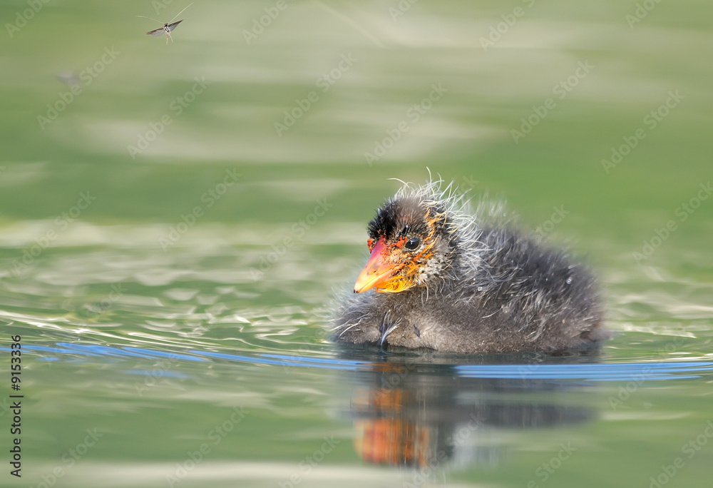 Obraz premium Foulque macroule - Fulica atra - Common Coot