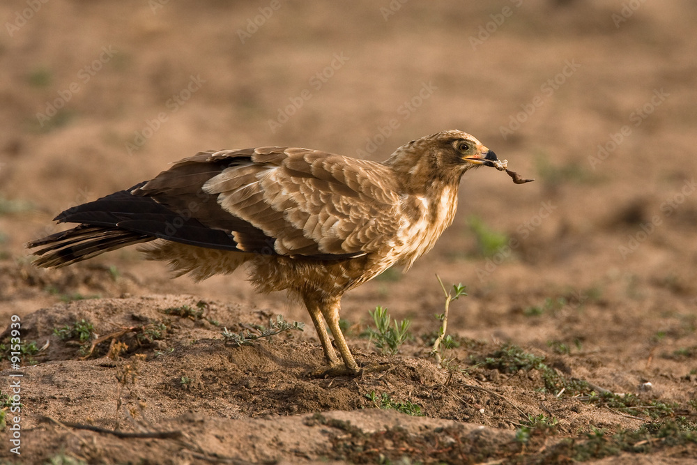 African Harrier Hawk with a piece of crab in it's beak African Harrier Hawk with a piece of crab in it's beak