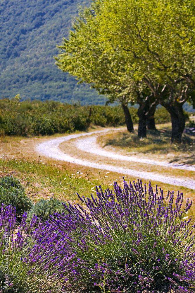countryside