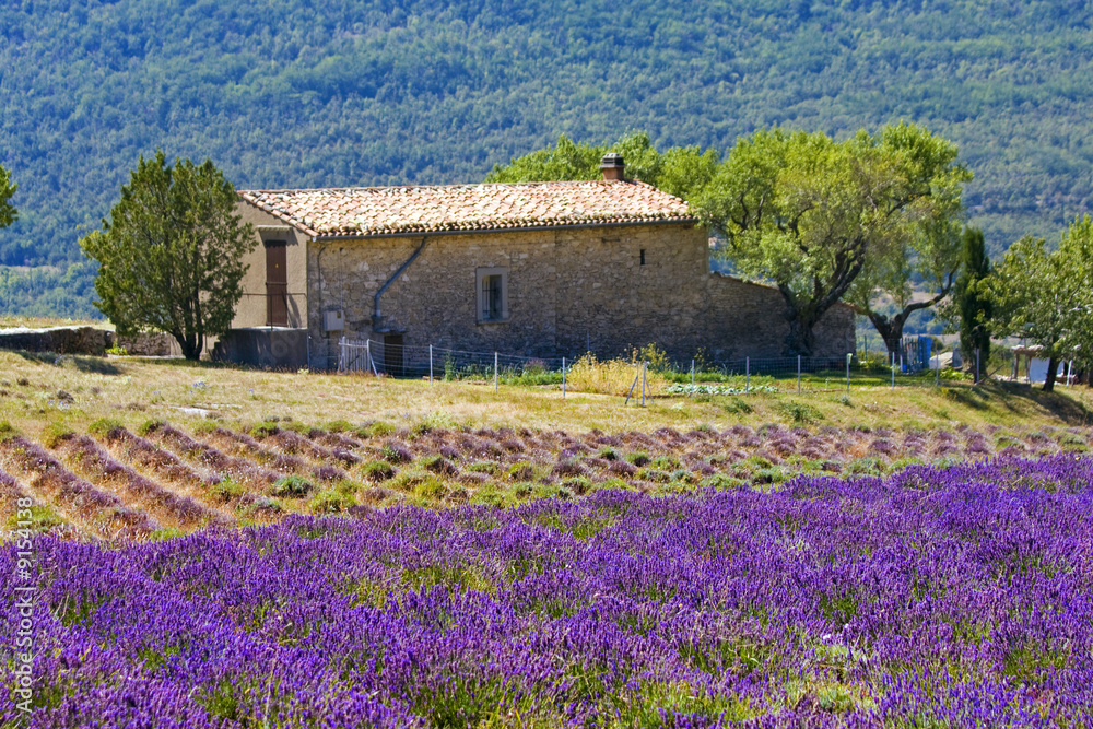 countryside