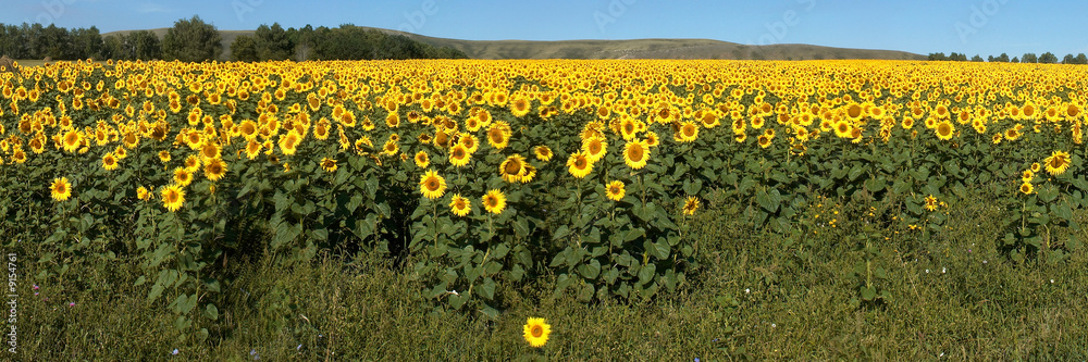 Field of sunflowers with horizont. Horizontal panoramic view..
