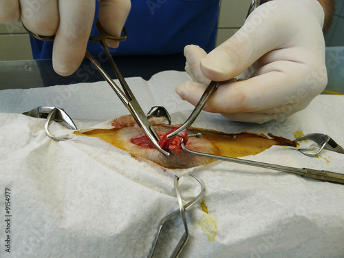 Obraz na plátně chirurgie-chat-opération