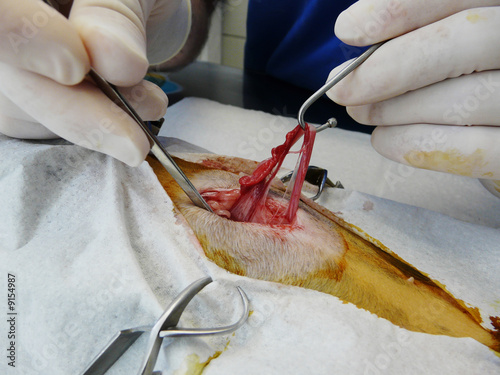 Fotografie chirurgie-chat-opération