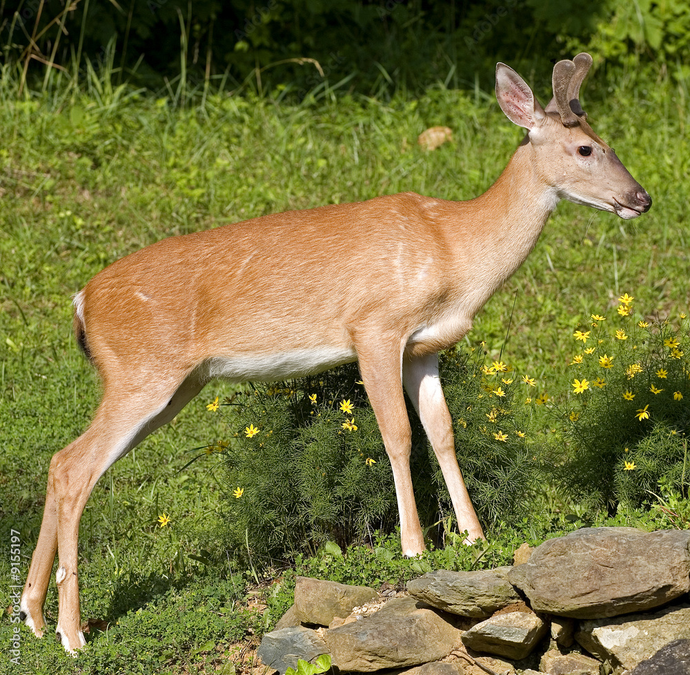 yearling whitetail buck on rocks with grass in the background yearling whitetail buck on rocks with grass in the background