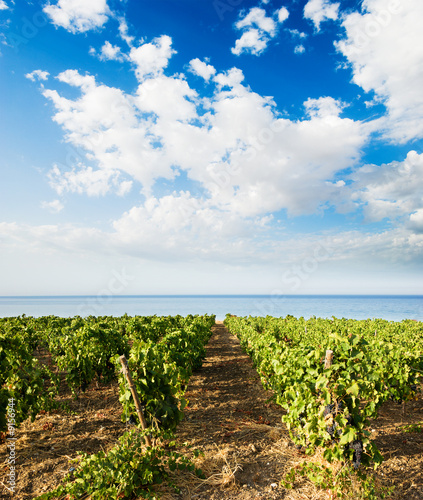 landscaped for vineyard on the sea