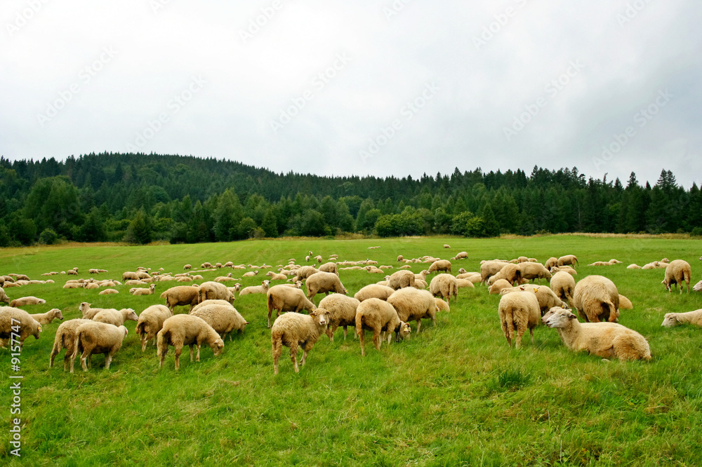 Sheep herd on beautiful mountain  pasture