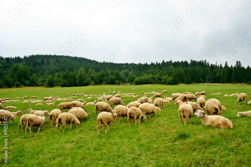Sheep herd on beautiful mountain  pasture © majeczka
