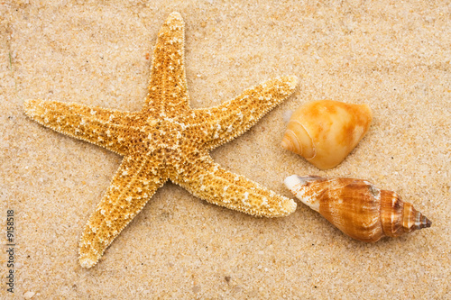 Starfish with two conch shells on sand