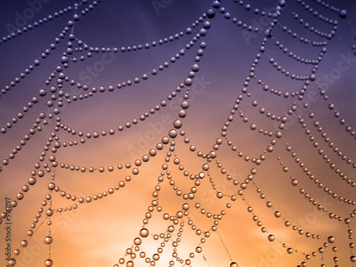 close up of a spider web with dew drops