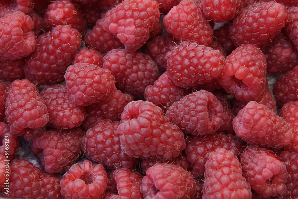 closeup detail of fresh raspberries freshly picked closeup detail of fresh raspberries freshly picked