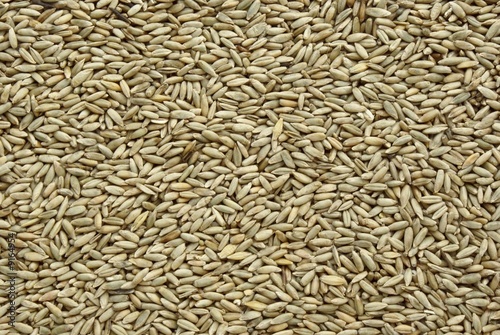 Tableau sur toile rye seeds