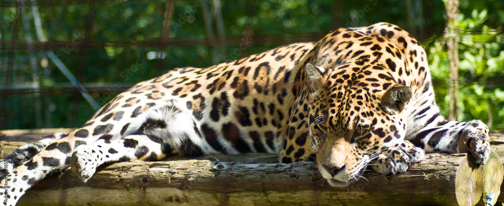 Naklejka premium A Spotted Jaguar napping on some logs