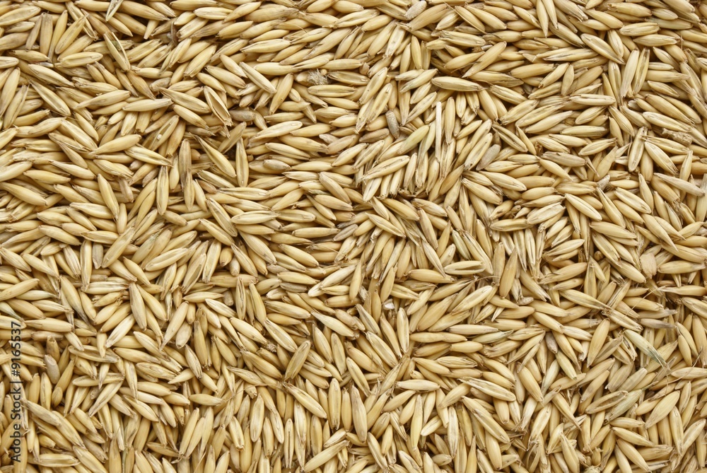 oat seeds oat seeds