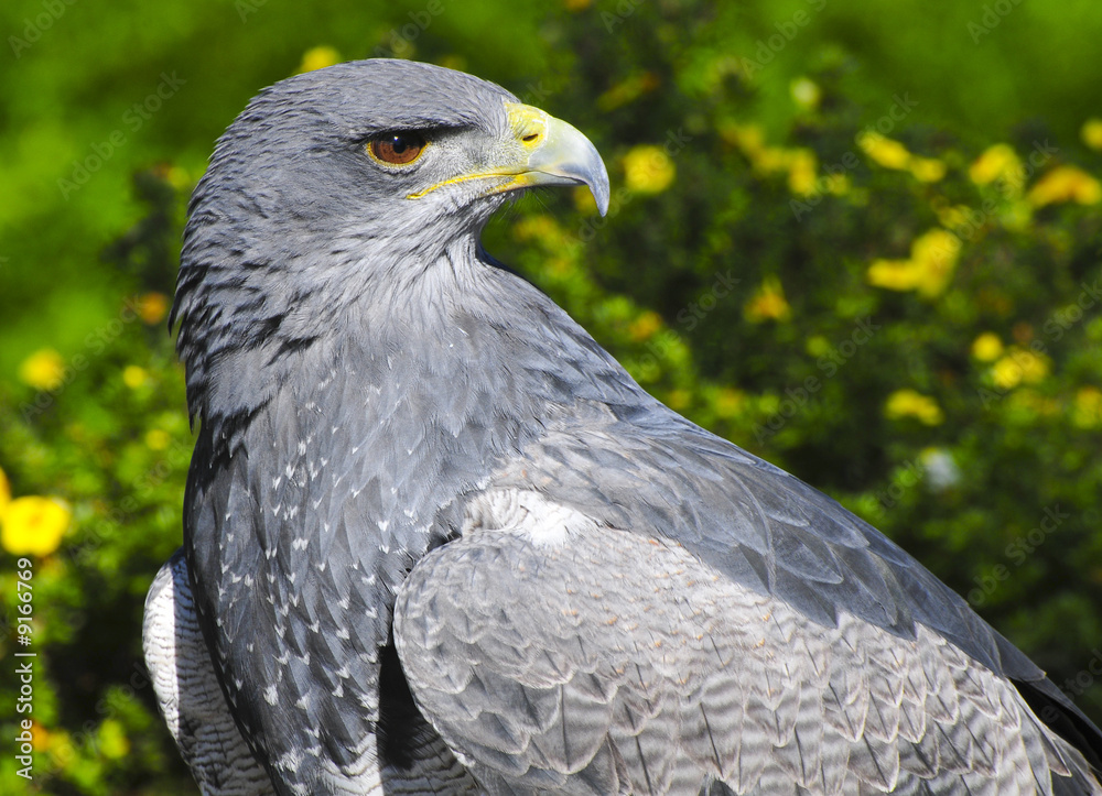 Fototapeta premium Grey eagle-bussara