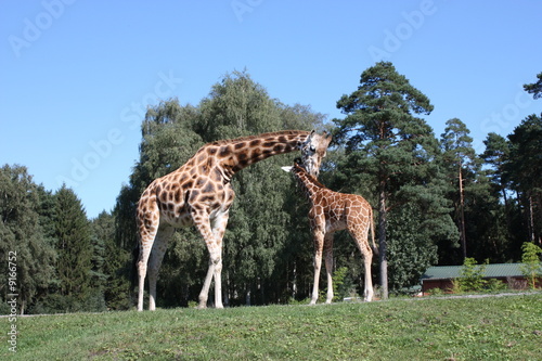 Giraffe