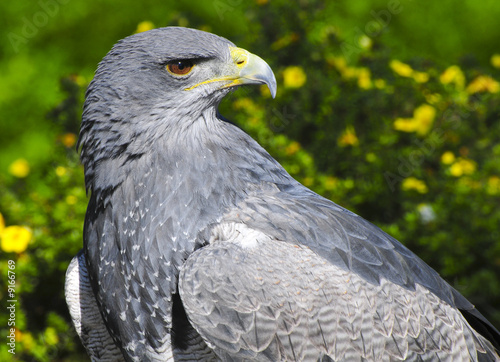 Grey eagle-bussara