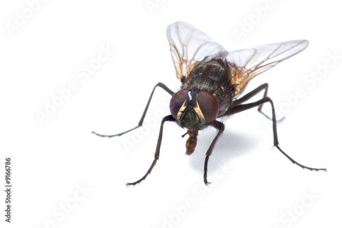 Close-up uf a fly isolated on white
