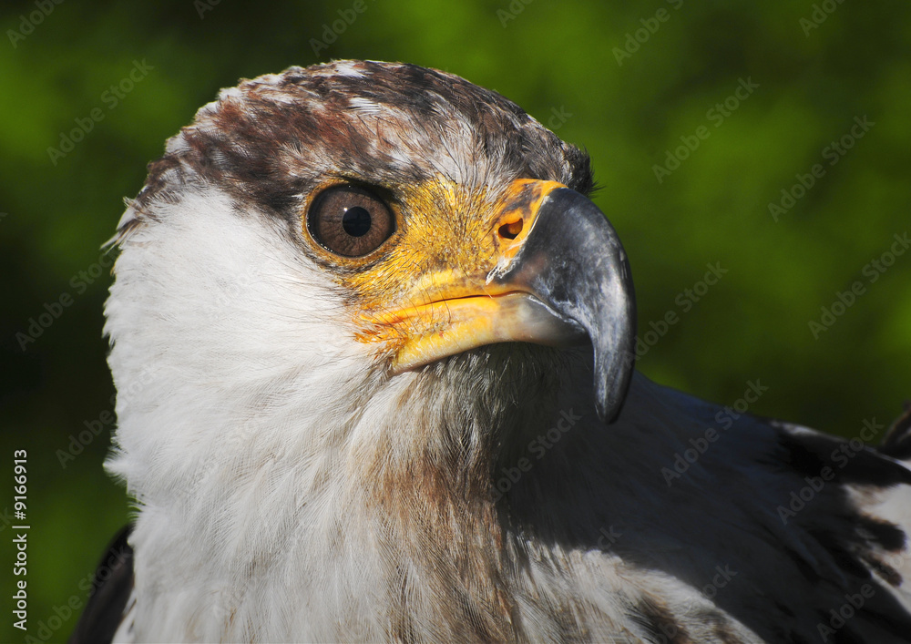 Fototapeta premium African fish eagle