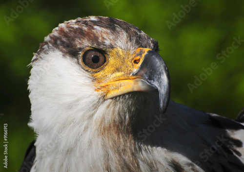 African fish eagle