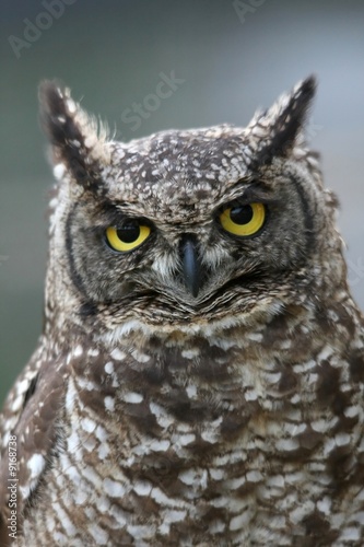 Eagle owl with large round yellow eyes and speckled feathers