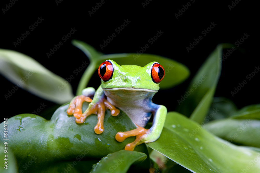 Obraz premium frog in a plant isolated on solid black - a red-eyed tree frog