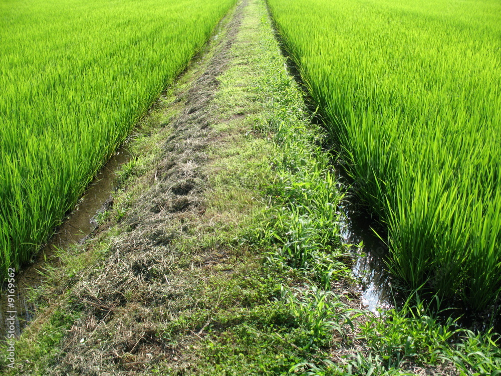 Pathway in the middle of a green field in Japan