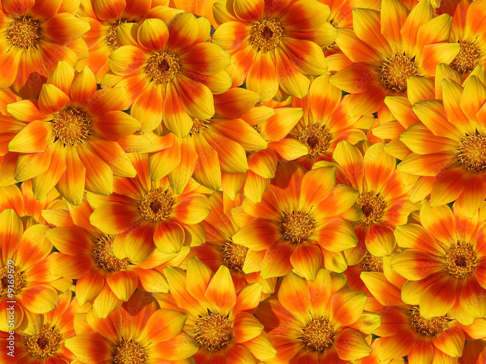 yellow and orange flowers yellow and orange flowers