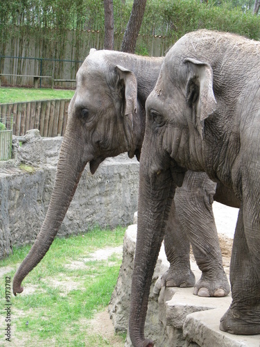 Photography elephants