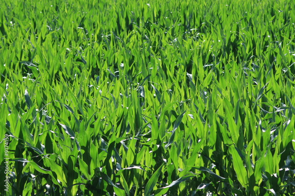 Obraz premium Maisfeld